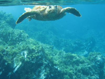 Caretta caretta